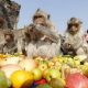 Over 3000 Monkeys Enjoy Feast in Lopburi Thailand