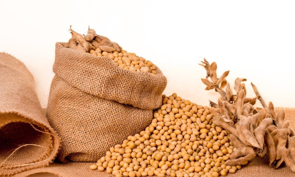 Soy is Beneficial For Animal Nutrition
