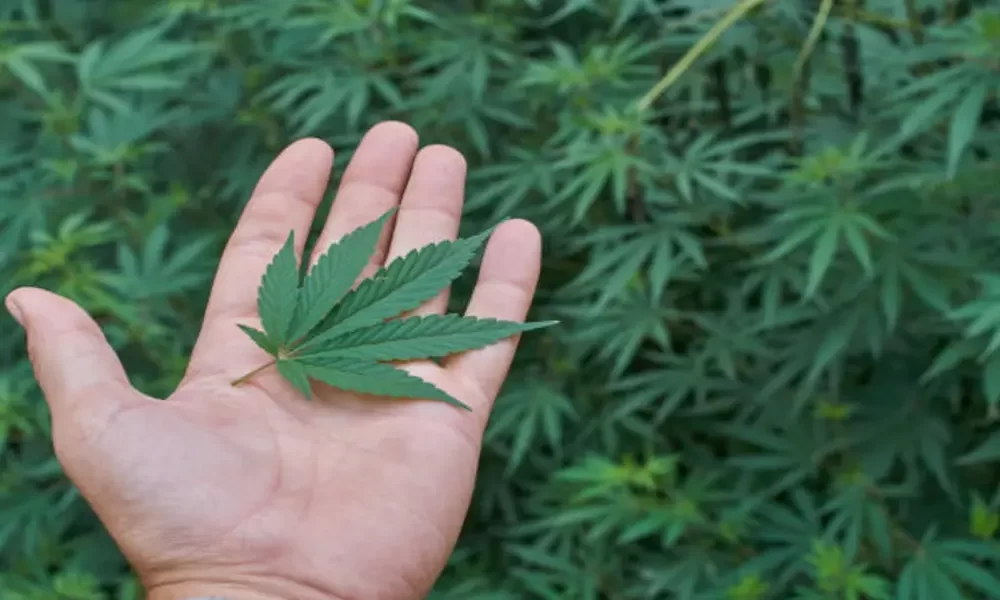 How to Choose the Best Cannabis Seeds: Buying Guide