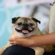 TikTok Star Noodle The Pug Who Went Viral For "Bones, No Bones" Days Died At 14