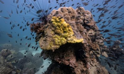 Coral Reefs in the Gulf of Thailand Dying from Yellow-Band Disease