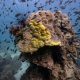 Coral Reefs in the Gulf of Thailand Dying from Yellow-Band Disease