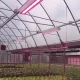 What Are You Looking For In Greenhouse Grow Lights?