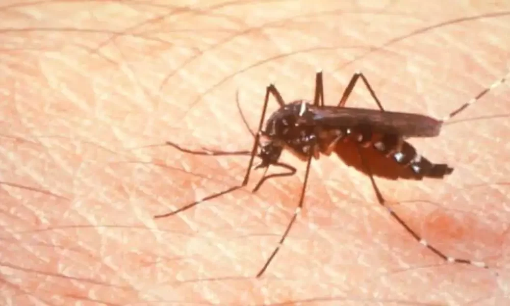 Chikungunya Response To Be Strengthened By Caribbean Nations, Says PAHO