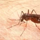 Chikungunya Response To Be Strengthened By Caribbean Nations, Says PAHO