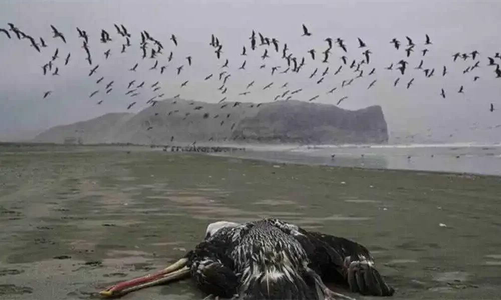 Bird Flu Kills Hundreds Of Sea Lions In Peru