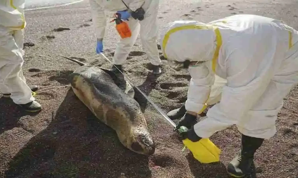 The Bird Flu In Peru Kills 55,000 Birds And 500 Sea Lions