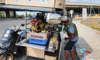 Cat Lovers Praise Thai Man Traveled 300Km With 11 Cats in Sidecar