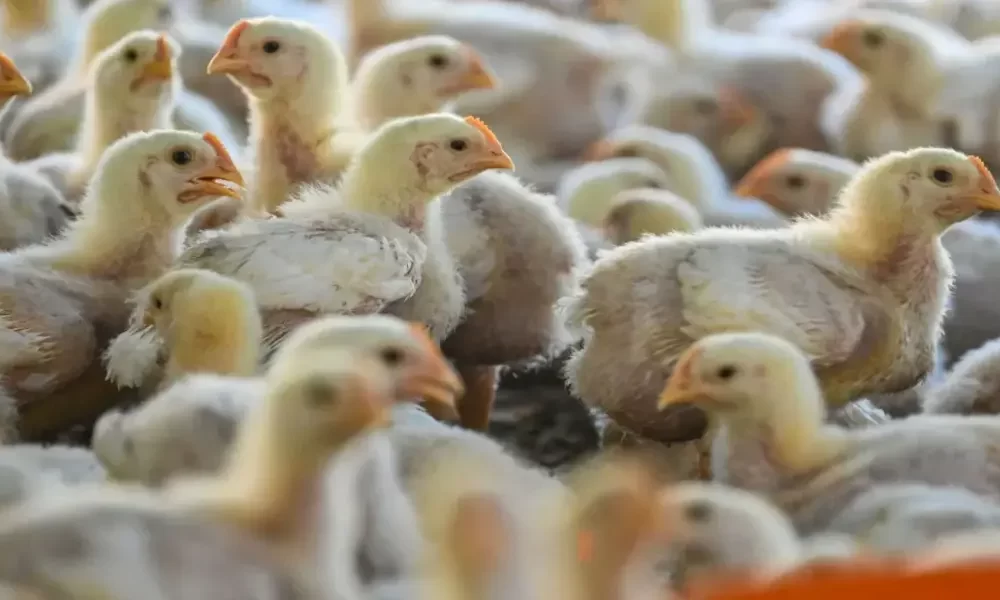 Why Chickens Aren’t Getting Their Flu Shots