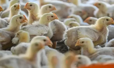 Why Chickens Aren’t Getting Their Flu Shots