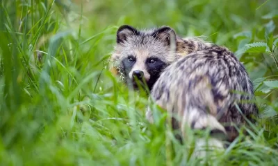 Chinese Genetic Samples Detected COVID-19 DNA In Raccoon Dogs