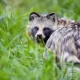 Chinese Genetic Samples Detected COVID-19 DNA In Raccoon Dogs