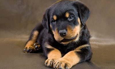 Rottweiler Puppy 