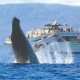 What To Look For When Choosing A Whale Watching Tour
