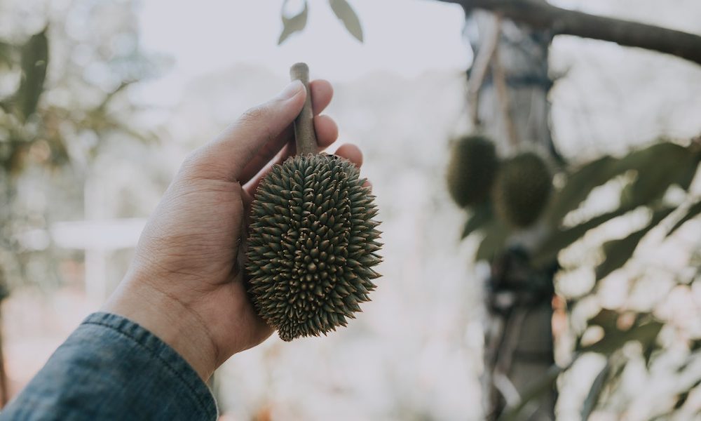 Durian Buffets