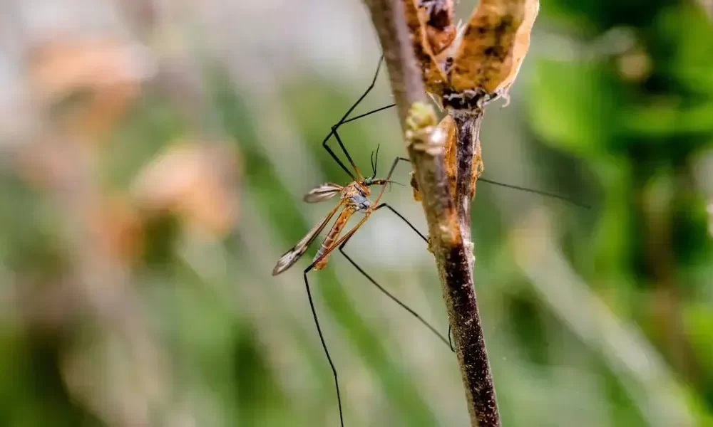 Mosquitoes? Pests May Stay Away From This Scent