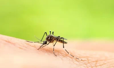 Mosquito Bite Causes Murray Valley Encephalitis Death