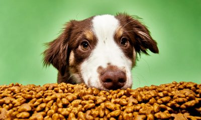 Wholesale Bulk Dog Food