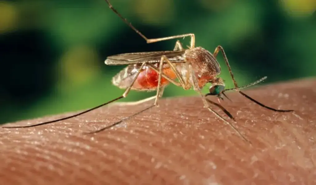 West Nile Virus Case In Orange County In 2023 - Woman