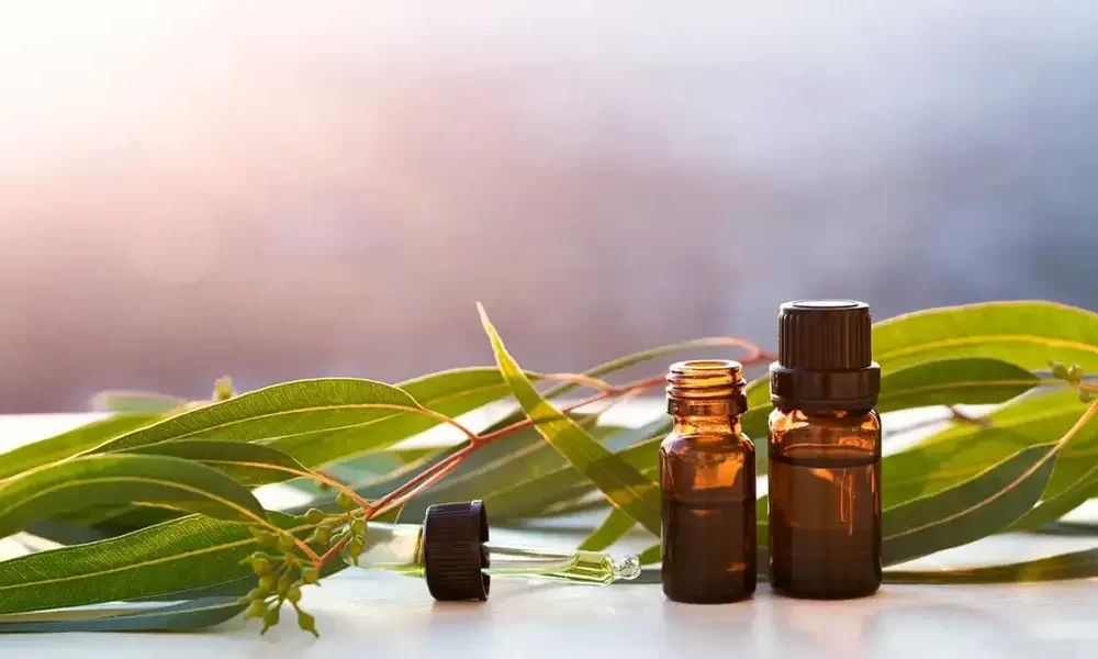 Amazing Eucalyptus Oil Benefits You Need to Know