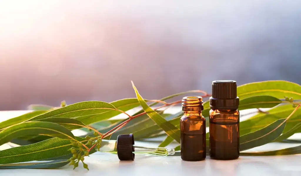 Amazing Eucalyptus Oil Benefits You Need to Know