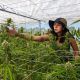 Cannabis Future Network Pushes Weed Grown in Thailand