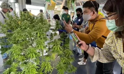 Phuket Launches Weekly Inspections to Regulate Cannabis Industry Amid Growth