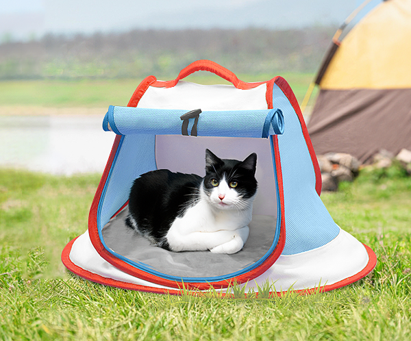 Bring Your Dog or Kitty on an Outdoor Adventure