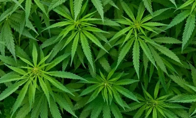 3 Different Cannabis Products You can Buy in Thailand