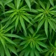 3 Different Cannabis Products You can Buy in Thailand