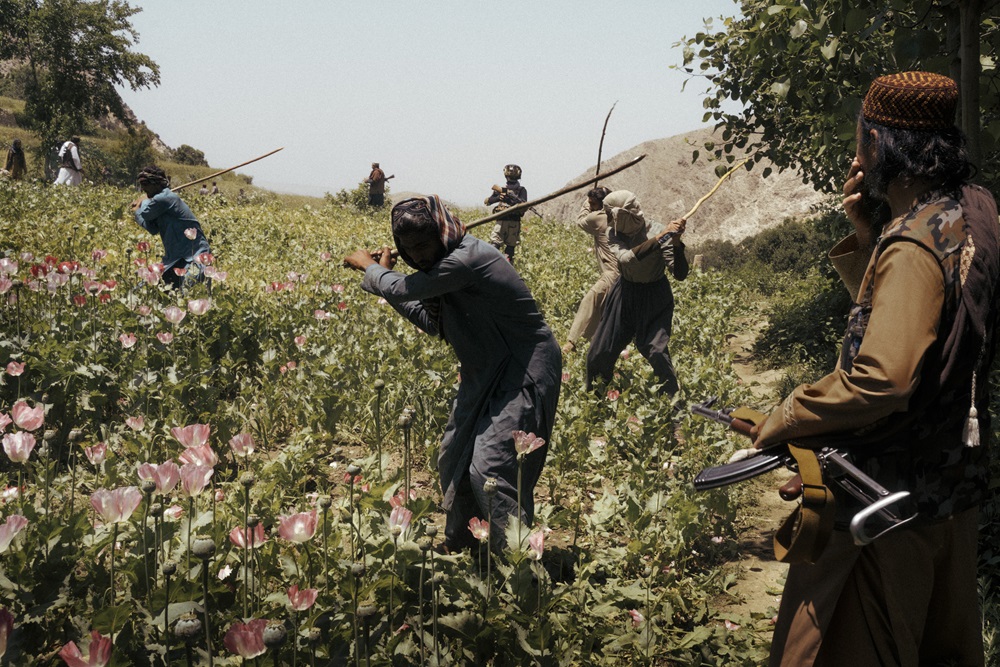 Opium Poppy Cultivation in Afghanistan Decreases 95% Under the Taliban