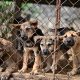 Over 40 Dogs Rescued from Vietnamese Slaughterhouse