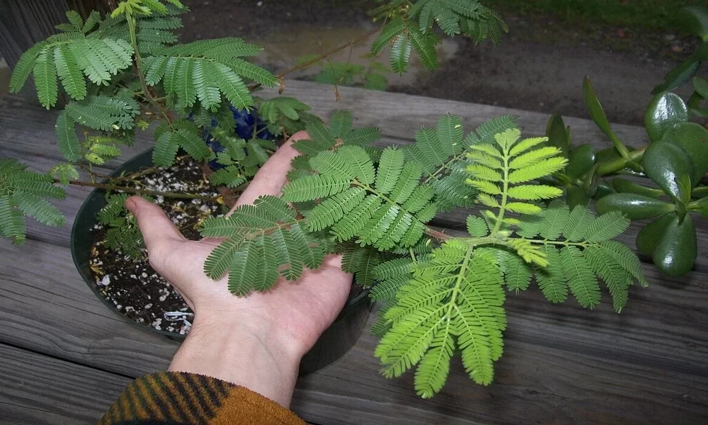 Unveiling the Versatile Uses of Mimosa Hostilis Root Bark