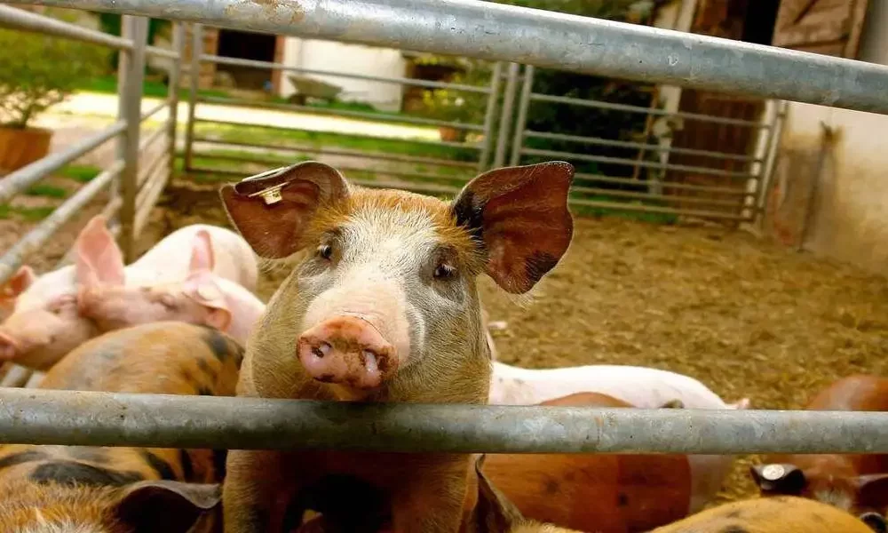 Confirmation Of Human Swine Flu Case In The United Kingdom