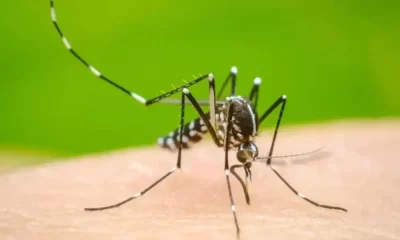 Dengue Situation Improves With Decreasing Temperature.