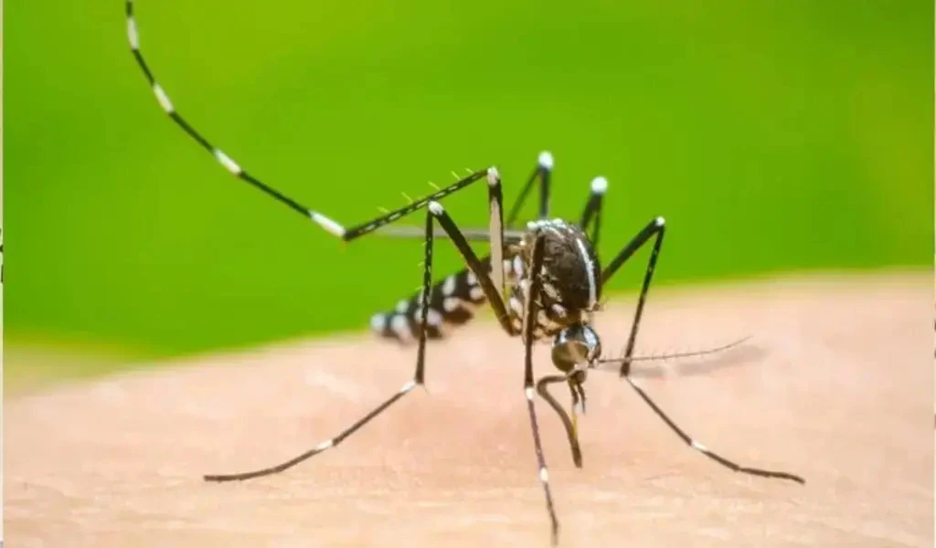 Dengue Situation Improves With Decreasing Temperature.