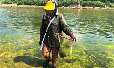 Mekong River Dams Threaten Traditional "Gai Harvesting" in Northern Thailand