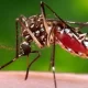 Dengue Cases Rise 10% Worldwide, WHO Says