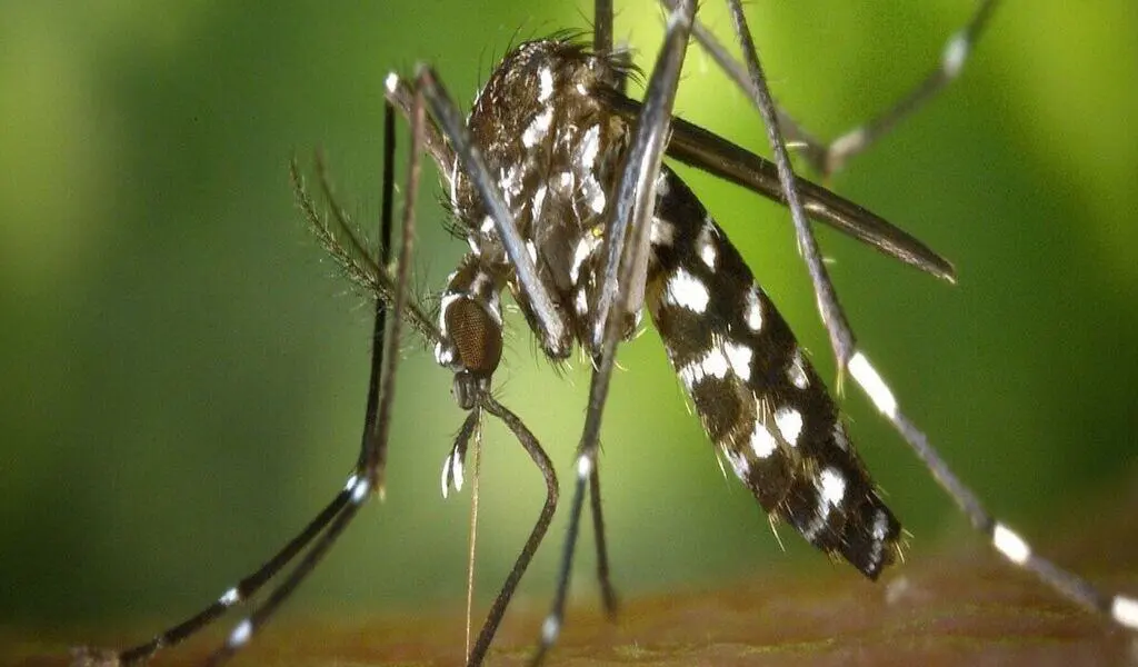 Island-Wide Dengue Control Program Launched in Response to Surge in Cases.