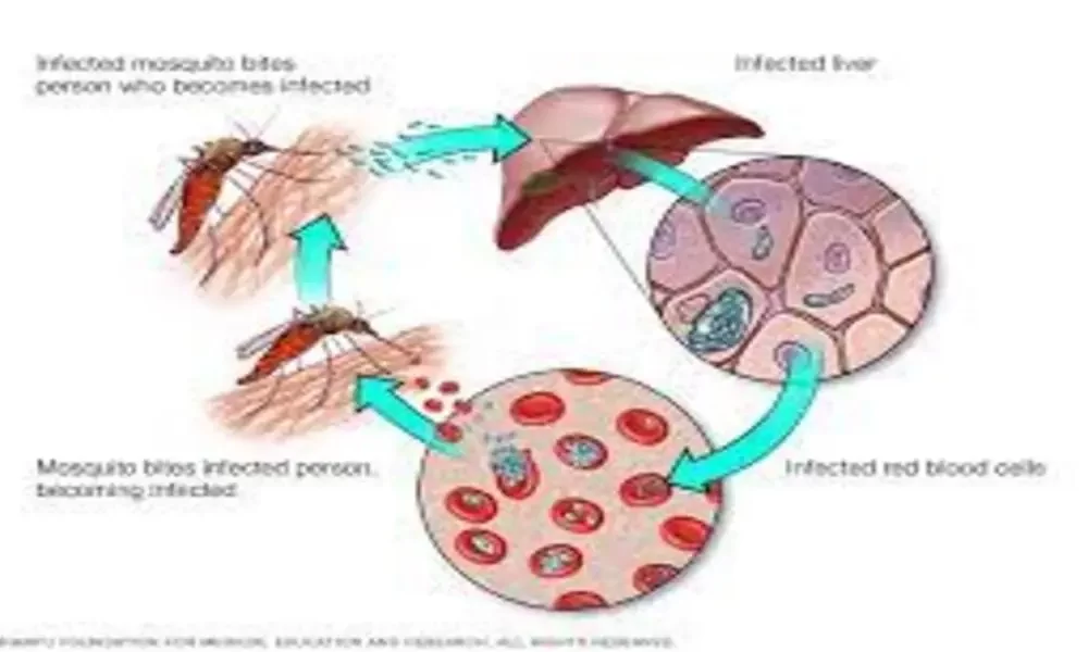 To End Malaria In Africa, a Scientist From Africa Invented Gene Drive Technology.