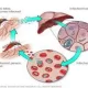 To End Malaria In Africa, a Scientist From Africa Invented Gene Drive Technology.