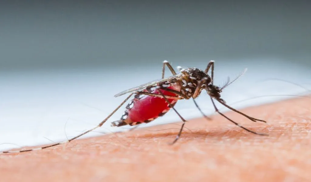 Finding a Cure For Malaria May Be More Challenging Than Expected.