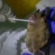 Thailand Discovers New Bat Virus That Could Infect Humans