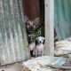 Soi Dog Foundation and BMA Unite to Help Homeless Animals