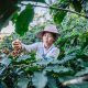 China's Thrust for Coffee May Benefit Chiang Rai's Coffee Growers