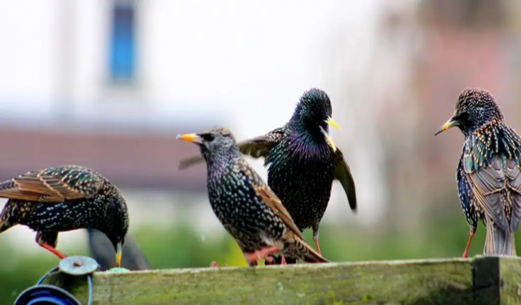 Common Birds That Affect Businesses: A Closer Look