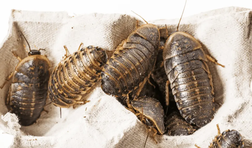 The Pet Owner's Guide to Keeping Dubia Roaches