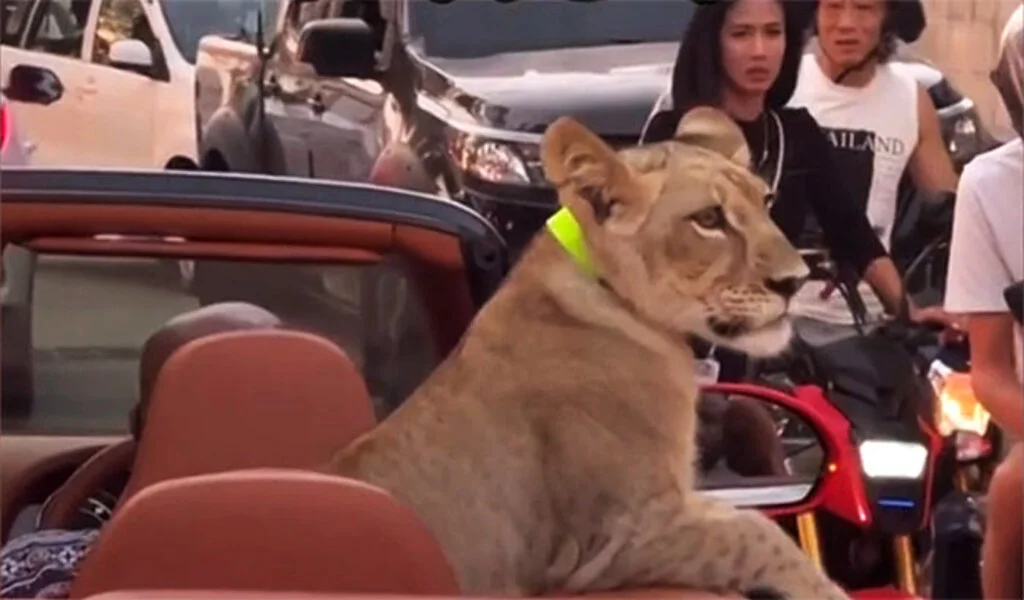 Woman Arrested for Pet Lion Joyride in Pattaya