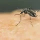 Dengue Cases In Brazil Quadruple Ahead Of Vaccine Campaign