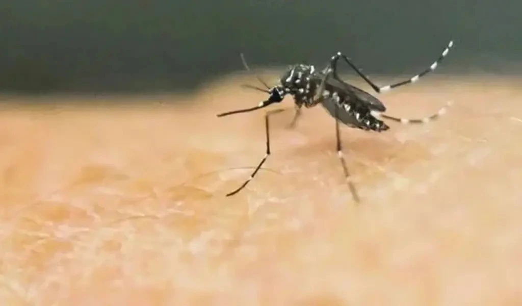 Dengue Cases In Brazil Quadruple Ahead Of Vaccine Campaign